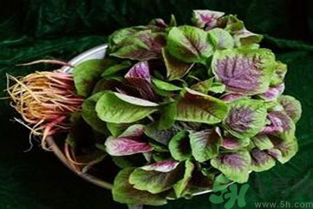 吃莧菜會(huì)皮膚過(guò)敏嗎？吃莧菜皮膚過(guò)敏怎么辦？