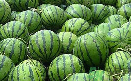 沙瓤西瓜怎么挑？怎么挑選西瓜？