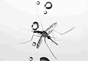為什么蚊子不會(huì)被雨滴砸死?