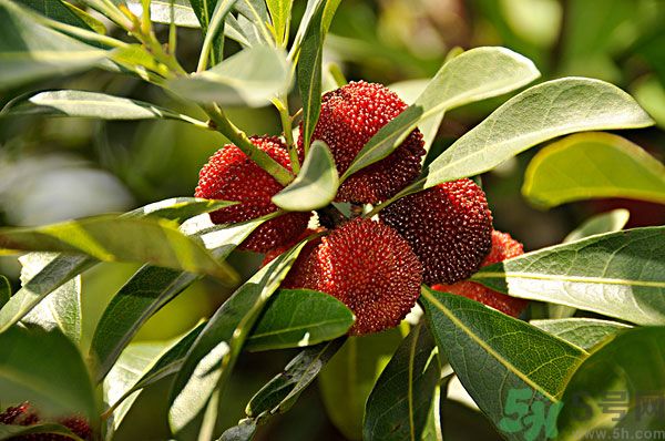 吃楊梅時可以喝茶嗎？吃楊梅時喝茶有什么壞處？