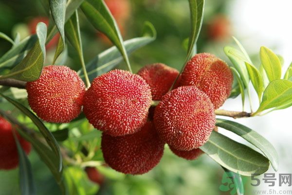 楊梅可以和牛奶一起吃嗎？牛奶能和楊梅一起吃嗎？