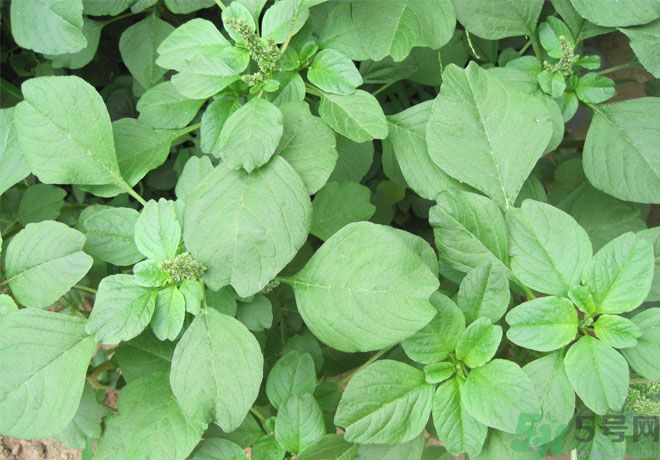 紅莧菜和青莧菜哪個好？紅莧菜和青莧菜哪個好吃？