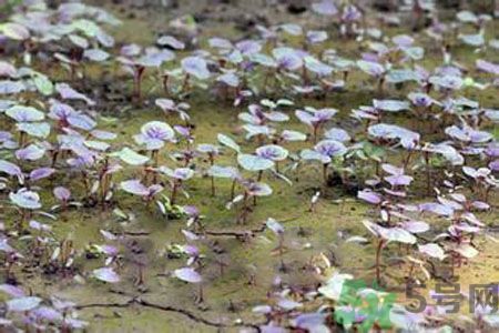 紅莧菜和青莧菜哪個好？紅莧菜和青莧菜哪個好吃？