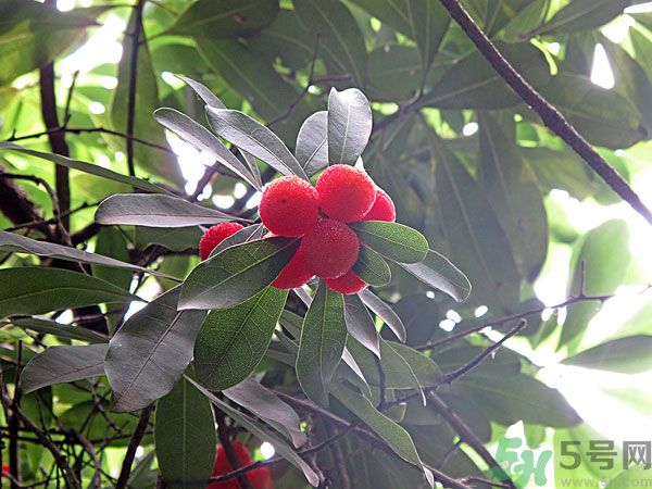 楊梅里面的蟲子能吃嗎？楊梅里面的蟲子吃了會怎么樣？