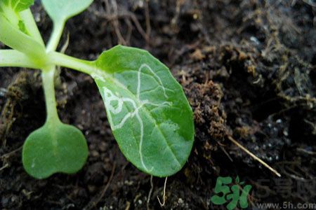 莧菜葉子上有白點是怎么回事？莧菜葉子上有白點可以吃嗎？