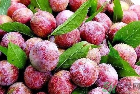 李子能和酸奶一起吃嗎？李子和酸奶一起吃好嗎