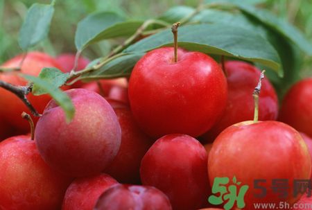 李子皮為什么酸？李子皮能吃嗎？