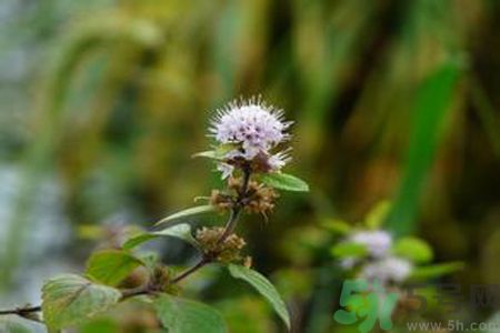 夏天吃薄荷可以解暑嗎？夏天怎么吃薄荷可以解暑？