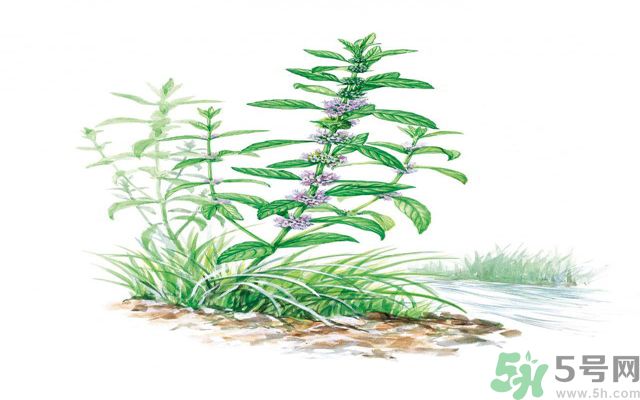 夏天吃薄荷可以解暑嗎？夏天怎么吃薄荷可以解暑？