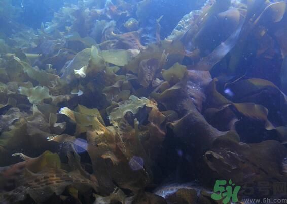 海帶發(fā)黃能吃嗎？海帶發(fā)黃還可以吃嗎？