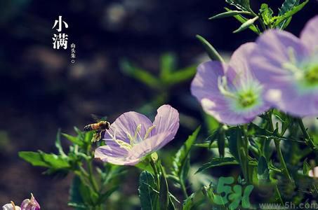 小滿名字的由來？小滿是什么意思？