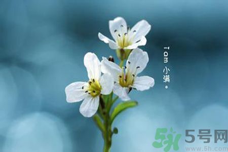 小滿喝什么茶？小滿喝什么茶好？