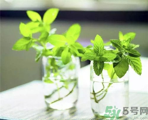 薄荷為什么叫貓薄荷？薄荷和貓薄荷是一種