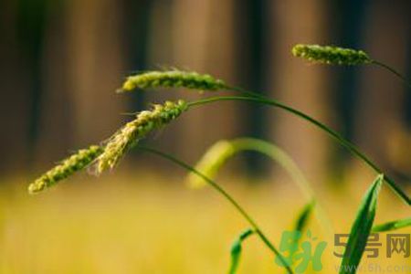 小滿為什么要吃苦？適合小滿吃的苦菜