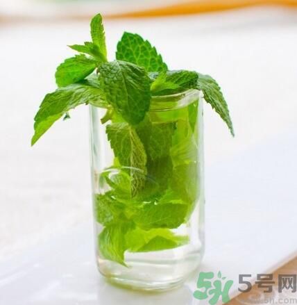  孕婦可以喝薄荷茶嗎？孕婦能喝薄荷泡的茶嗎？