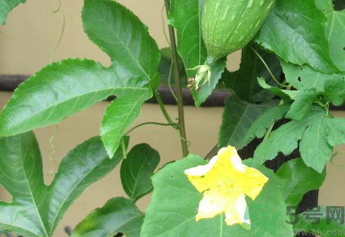 絲瓜要煮多久才熟?絲瓜要煮多長時(shí)間?