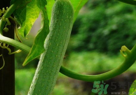 絲瓜怎么煮才不黑?絲瓜怎么煮不變黑? 絲瓜怎么煮才不黑?絲瓜怎么煮不變黑?