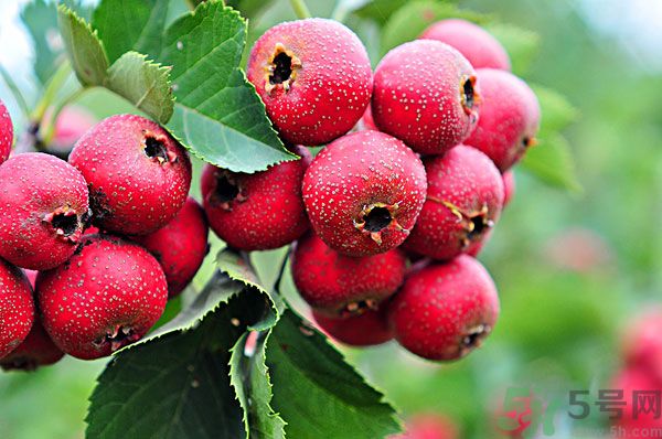 幼兒吃山楂好嗎？幼兒吃山楂片好嗎？