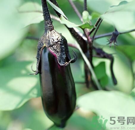 吃茄子會長胖嗎？茄子卡路里高嗎？