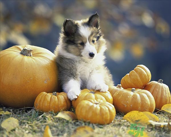 南瓜和筍能一起吃嗎？竹筍和南瓜一起吃好嗎？