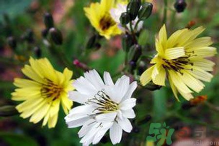 孕婦可以吃苦菜嗎？懷孕可以吃苦菜嗎？