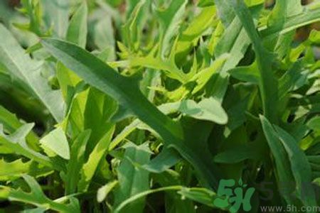 寶寶可以吃苦菜嗎？寶寶多大可以吃苦菜？