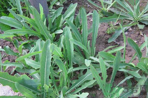 寶寶吃苦菜會拉肚子嗎？寶寶吃苦菜拉肚子了怎么辦？