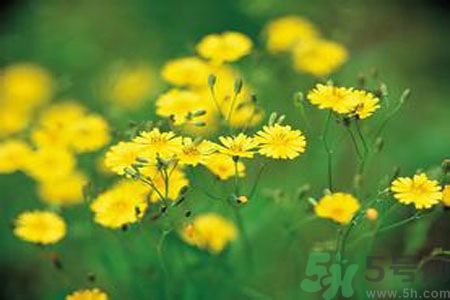 哺乳期可以吃苦菜嗎？哺乳期吃苦菜奶水會(huì)變苦嗎？