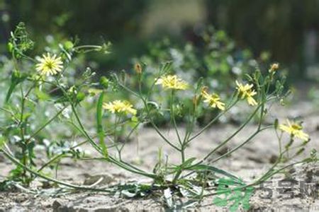苦菜是蒲公英嗎？苦菜和蒲公英有什么區(qū)別？