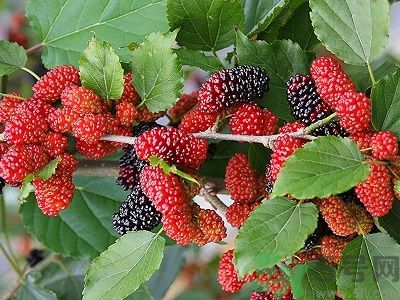 黑桑葚和白桑葚哪個(gè)好?黑桑葚和白桑葚的區(qū)別 黑桑葚和白桑葚哪個(gè)好?黑桑葚和白桑葚的區(qū)別