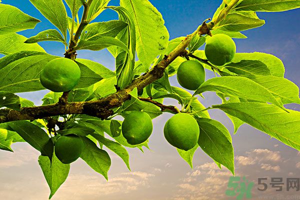 為什么說李子樹下埋死人？李子的食用禁忌有哪些？