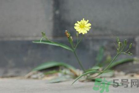 怎么挑選苦菜？挑選苦菜的方法有哪些？