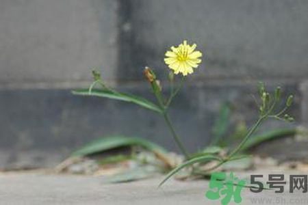 皮膚過(guò)敏可以吃苦菜嗎？吃苦菜會(huì)皮膚過(guò)敏嗎？