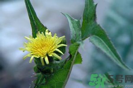 皮膚過敏可以吃苦菜嗎？吃苦菜會(huì)皮膚過敏嗎？