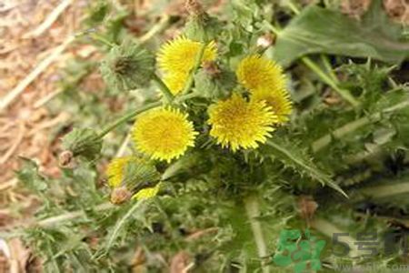 感冒可以吃苦菜嗎？感冒吃苦菜好嗎？