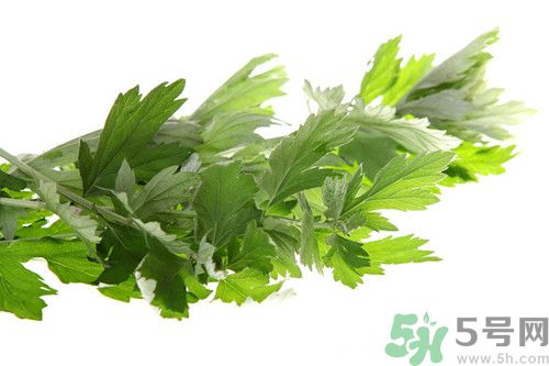 新鮮艾葉可以吃嗎?什么樣的艾葉可以吃 新鮮艾葉可以吃嗎?什么樣的艾葉可以吃