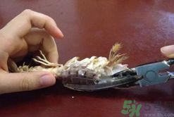 剝蝦神器怎么用？剝蝦神器在哪里買？