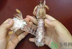 剝蝦神器怎么用？剝蝦神器在哪里買？