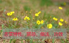 苦菜根能吃嗎？苦菜根的功效與作用