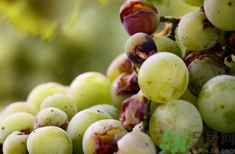 葡萄可以和酸奶一起吃嗎?葡萄能和酸奶同吃嗎? 葡萄可以和酸奶一起吃嗎?葡萄能和酸奶同吃嗎?