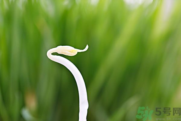 綠豆芽是涼性的嗎？綠豆芽是涼性還是熱性？