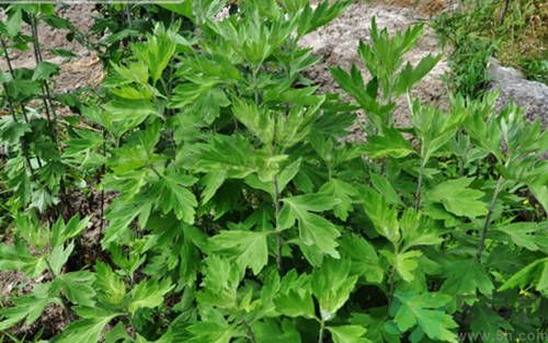 1464075213639899.jpg 3.jpg