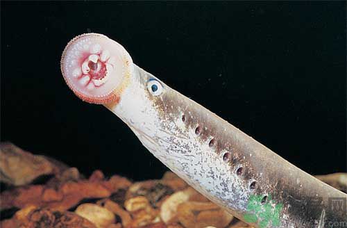 英吸血鬼魚暴增 什么是吸血鬼魚？