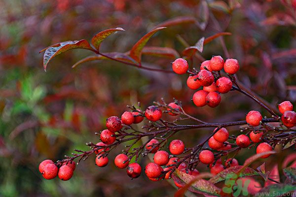 尿酸高能吃山楂嗎？痛風(fēng)能吃山楂嗎？