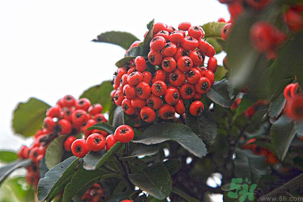 尿酸高能吃山楂嗎？痛風(fēng)能吃山楂嗎？