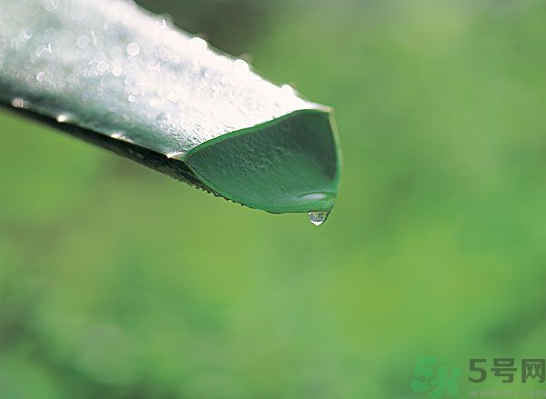 蘆薈可以吃嗎？蘆薈怎么吃？