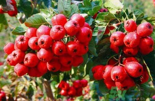 貧血可以吃山楂嗎？貧血能吃山楂嗎？