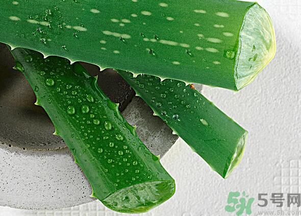 夏天吃蘆薈可以降火嗎？夏天吃蘆薈能清火嗎？