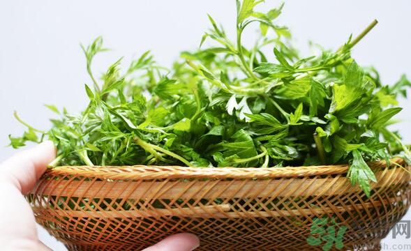 菖蒲是艾葉嗎？菖蒲是什么？