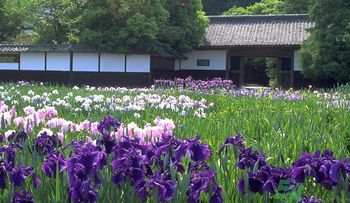 菖蒲是艾葉嗎？菖蒲是什么？